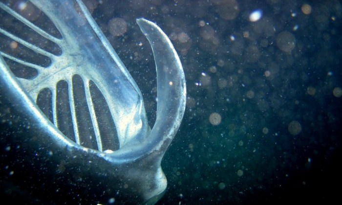 Manta ray mouth
